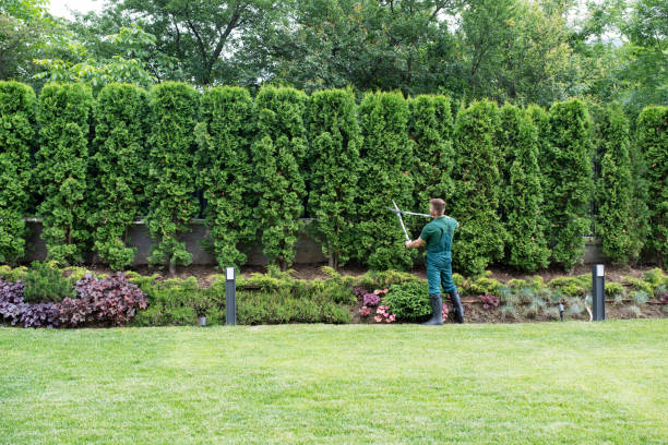 Emergency Storm Tree Removal in Hockessin, DE